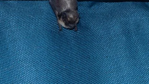 Small brown bat resting on blue textured fabric Stock Photos