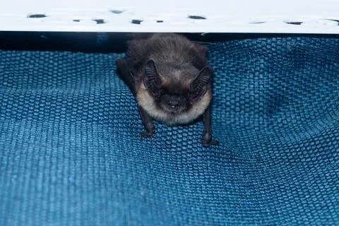Small brown bat resting on blue textured fabric Stock Photos