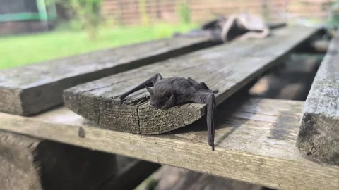 A small brown bat resting on wooden picnic table. The bat has folded wings Stock Footage 314681166