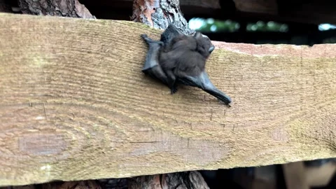 A small brown bat resting on a wooden surface. The bat has folded wings Stock Footage 314984744
