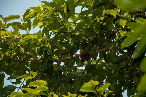 Small brown bat roosts under thick green canopy of leafy tree. Stock Photos