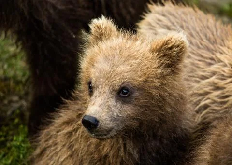 Small brown bear cub lying next to its mother Stock Photos