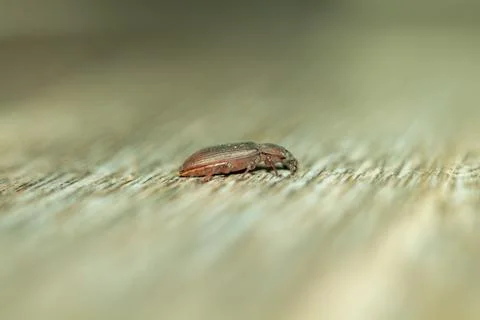 Small brown beetle crawling on a weathered wooden surface with grain texture Stock Photos