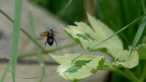 A small brown beetle takes off from a leaf, slow motion Stock Footage 77259845