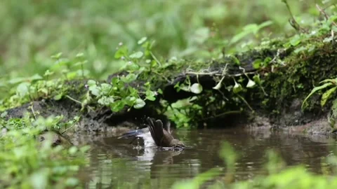 A small brown bird bathing in a shallow forest stream Видео 336033559