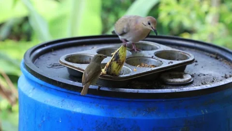 Small brown bird (bullfinch - moisson) eating a banana while a dove lurks around Video stock 134427577