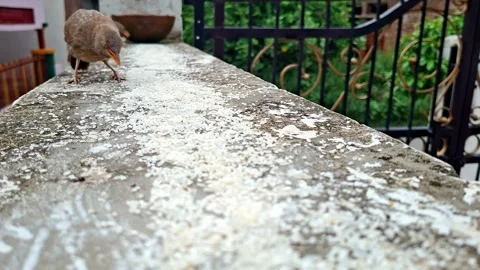 Small Brown Bird Consuming Grain On Concrete Plinth Vídeo Stock 339826481