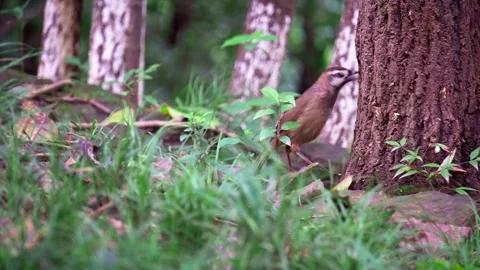Small Brown Bird Foraging for Food Near a Tree Trunk in the Forest Stock Footage 342016823
