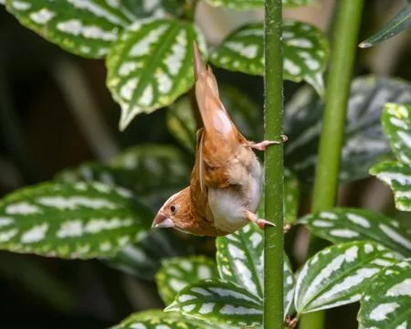 Small brown bird hangs upside down while perched on a green plant in a lush.. Stock Photos