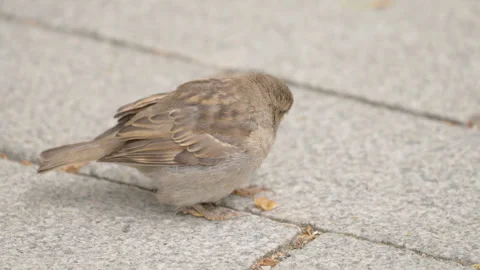 A small brown bird hopping around the ground in Estonia Stock Footage 247081414