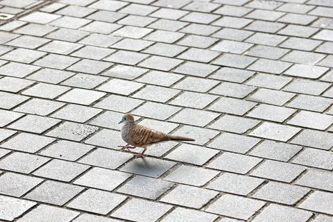 A small brown bird on a paving block. Stock-Fotos