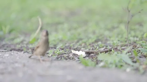 Small Brown Bird Pecking at Ground in Green Grassy Area | HLG Stock Footage 311898573