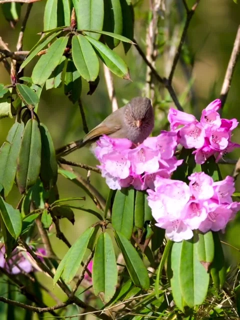A small brown bird perched among vibrant pink rhododendron flowers 스톡 동영상 336033532