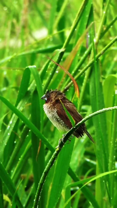 A small brown bird perched on a blade of grass in nature Video stock 347518667