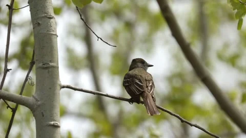 Small brown bird perched on a branch looking around with blurred forest back Stock Footage 325698202