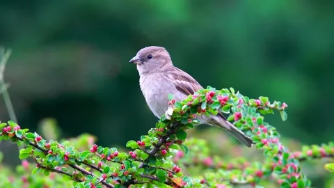 A small brown bird perched on a flowering branch, viewed from behind. Stock Footage 301089036
