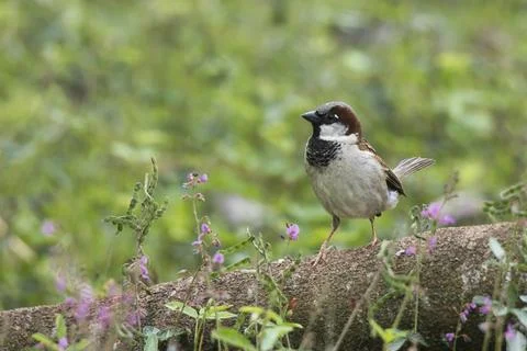 A small brown bird is perched on a log in a field of flowers Stock Photos