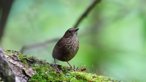 Small brown bird perched on a mossy tree branch in the forest Vidéo 334635366