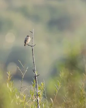 Small Brown Bird Perched Stock Photos