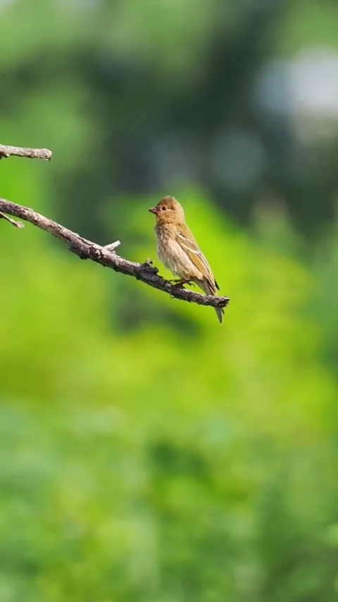 A small brown bird perched on a thin tree branch against a soft green blurred Vidéo 334353582