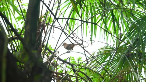 Small brown bird perched on a thin branch in lush green tropical forest Stock Footage 342219906