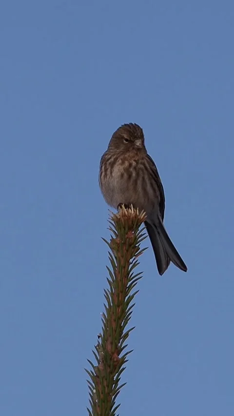 A small brown bird perched on the tip of a pine tree branch Видео 336033299