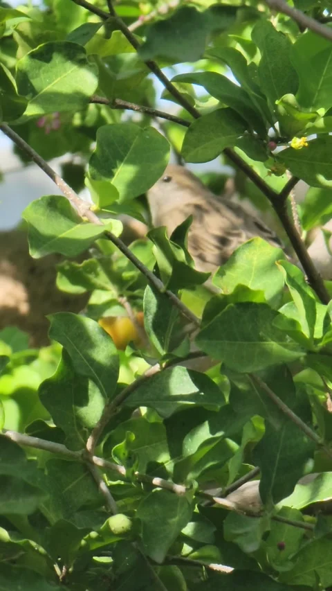 Small Brown Bird Perched on Tree Branch in Tropical Nature 4K Stock Footage 329073815