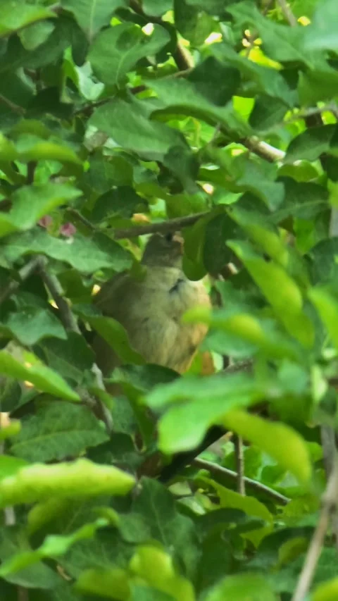 Small Brown Bird Perched on Tree Branch in Tropical Nature 4K Video stock 329074112