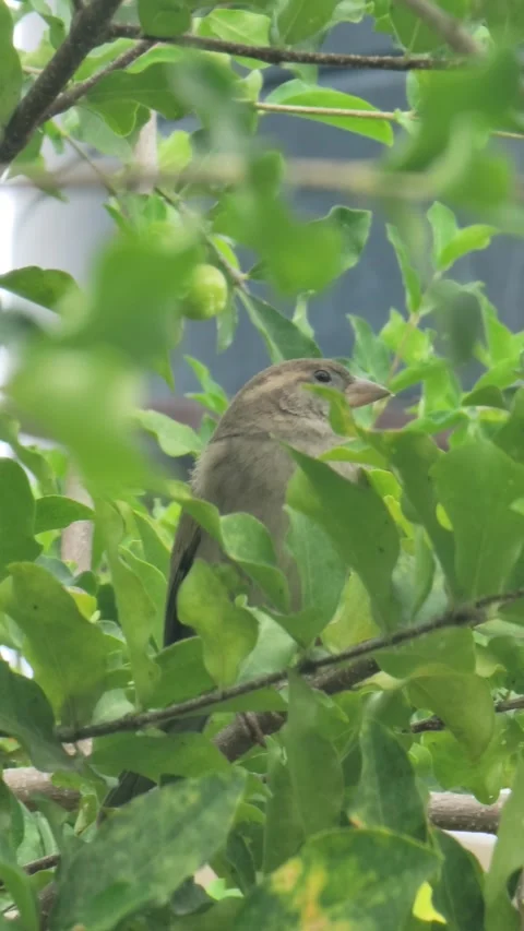 Small Brown Bird Perched on Tree Branch in Tropical Nature 4K Stock-Footage 329076016