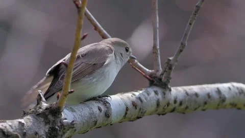 A small brown bird perched on a tree branch in a natural forest setting Stock Footage 334824637