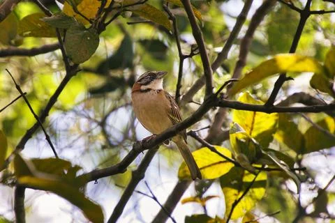 A small brown bird is perched on a tree branch Stock Photos
