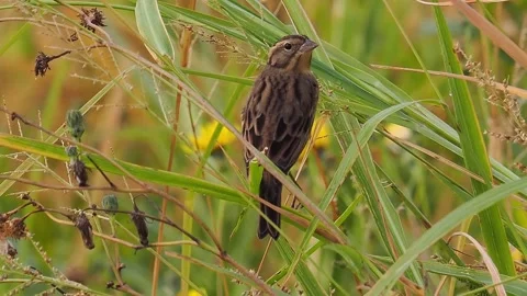 Small Brown Bird Perching on Green Grass Stems in Wild Meadow Field Stock Footage 328440258