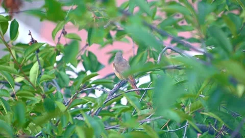 Small brown bird perching on leafy tree branches in garden. The common reds.. Stock Footage 340362685