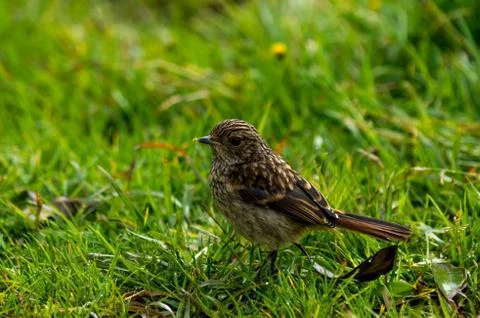 Small brown bird Stock Photos
