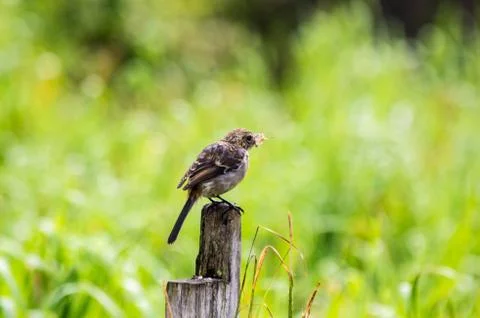 Small brown bird Stock Photos