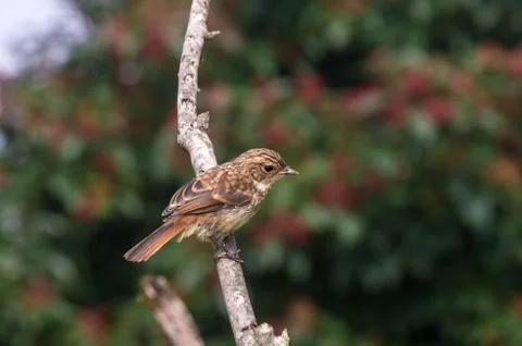 Small brown bird Stock Photos