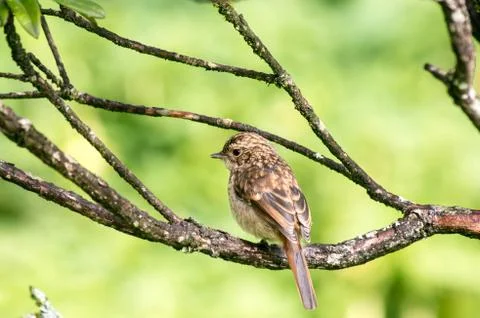Small brown bird Stock Photos