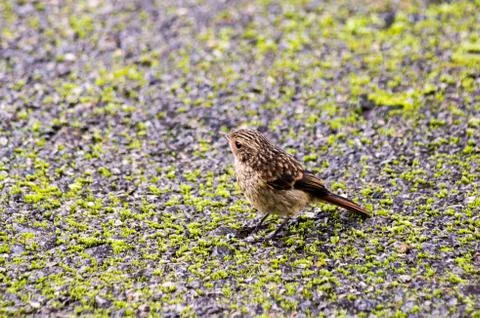 Small brown bird Stock Photos