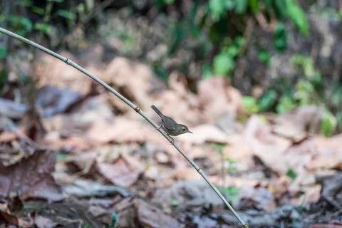 Small brown bird Stock Photos