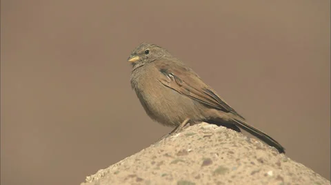 Small brown bird on a post twitching its head and flying away Stock-Footage 38610607