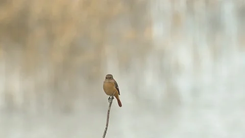 Small brown bird resting on stick beside lake. Stock Footage 145509608