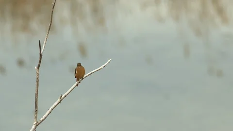 Small brown bird resting on stick beside lake. Stock Footage 145509649