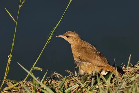 A small brown bird is sitting on a patch of grass by a body of water Stock Photos