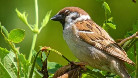 Small brown bird sparrow on small twig looking around close-up Stock Footage 321293290