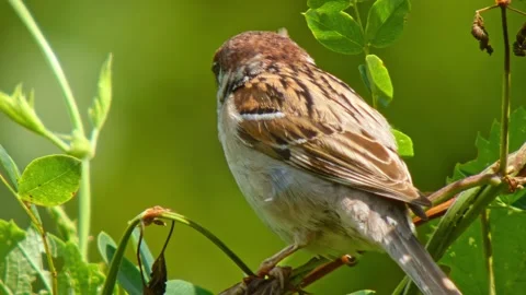Small brown bird sparrow on small twig looking around, yawns close-up Video stock 321868099