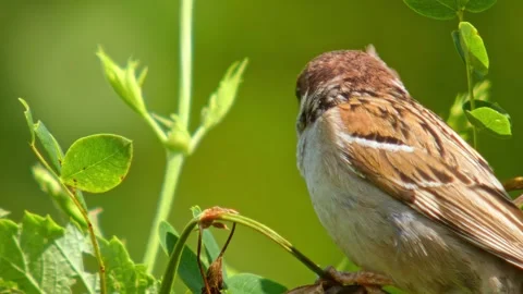 Small brown bird sparrow on small twig looking around and fly away close-up Stock Footage 323229193