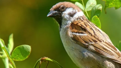 Small brown bird sparrow on small twig looking around close-up Stock Footage 324035792