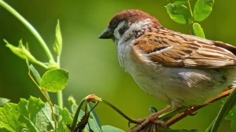 Small brown bird sparrow on small twig looking around close-up Stock Footage 324726222