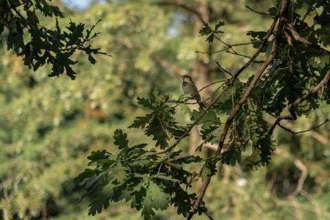 Small brown bird standing alone on a branch Stock Photos
