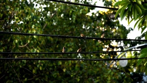 Small brown birds resting on electrical cables in the city on a sunny afternoon Stock Footage 282347978